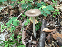 Megacollybia marginata