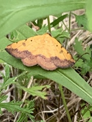 Hemeroplanis scopulepes