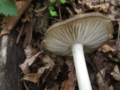 Megacollybia marginata