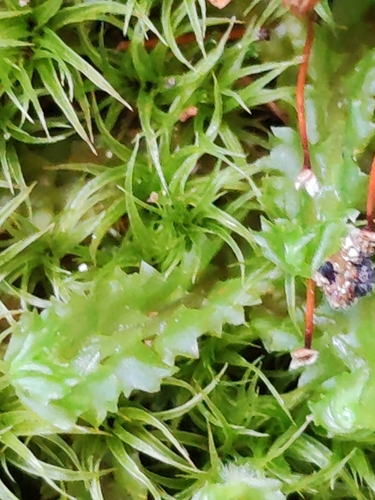 Image of Barbilophozia barbata by (c) Ljaž, some rights reserved (CC BY)