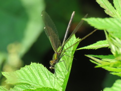 Calopteryx virgo