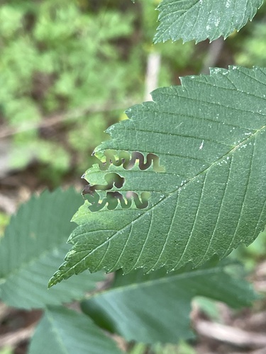 Elm Zigzag Sawfly photo 6