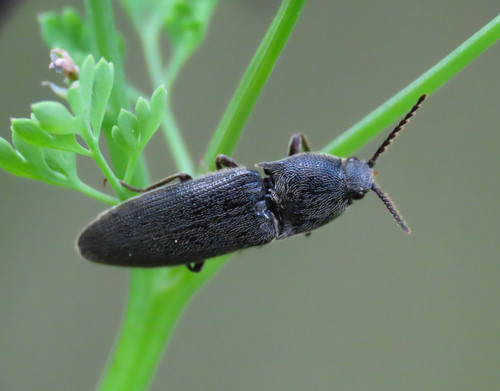 Melanotus tenebrosus