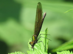 Calopteryx virgo