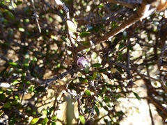 Coprosma propinqua propinqua