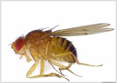 Drosophila immigrans