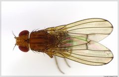 Drosophila immigrans