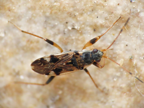 Coastal groundbug photo 4