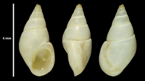 Rissoa monodonta