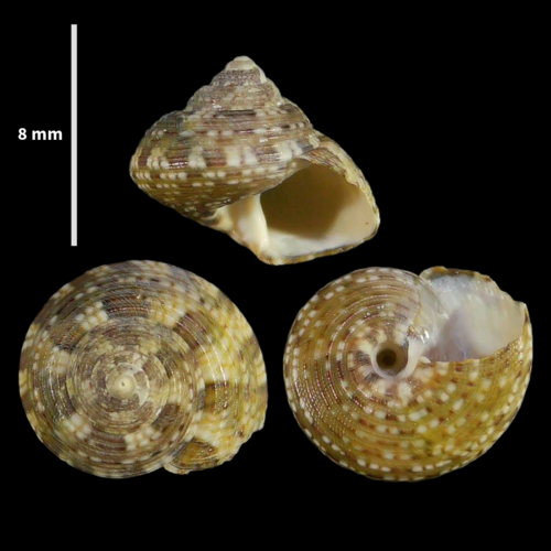 Steromphala umbilicaris