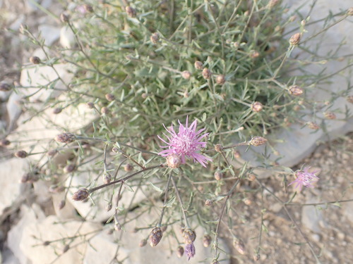 Image of Centaurea paniculata by (c) Franck Cabot, some rights reserved (CC BY)