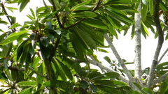 Manilkara longifolia