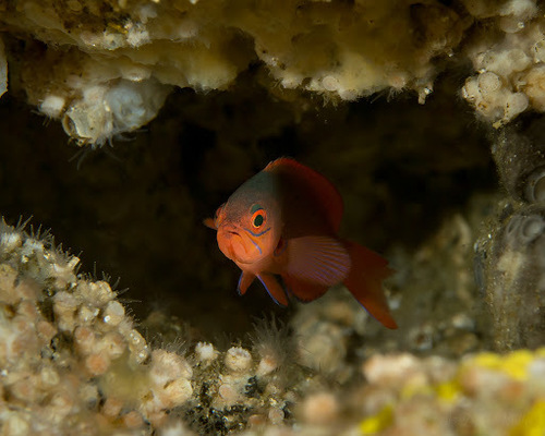 Pacific Creolefish