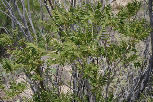Image of Juglans microcarpa by (c) Eric Knight, some rights reserved (CC BY)