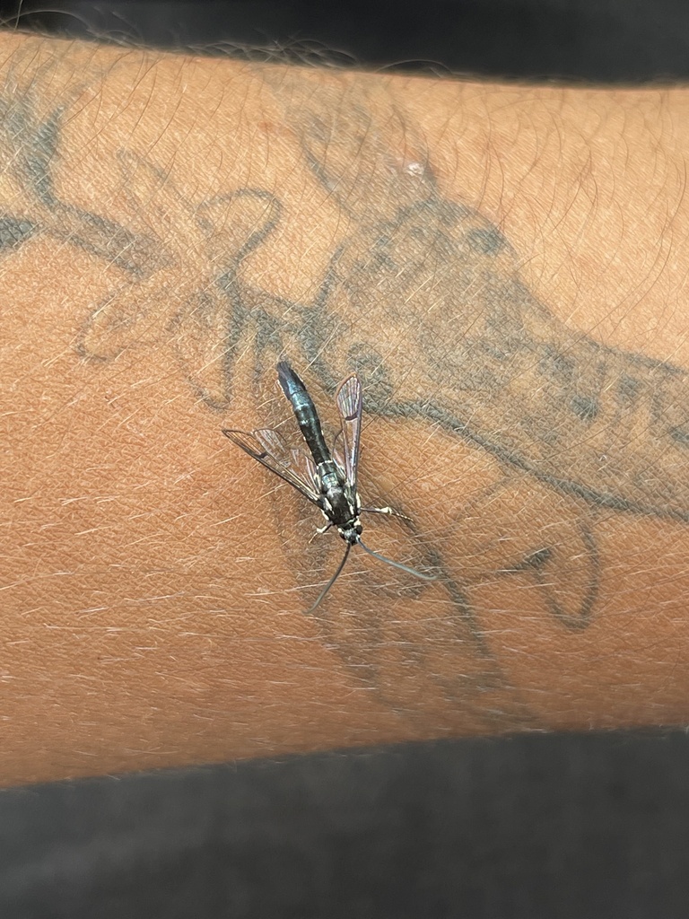 Lesser Peachtree Borer Moth