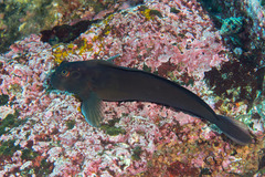 Ophioblennius steindachneri