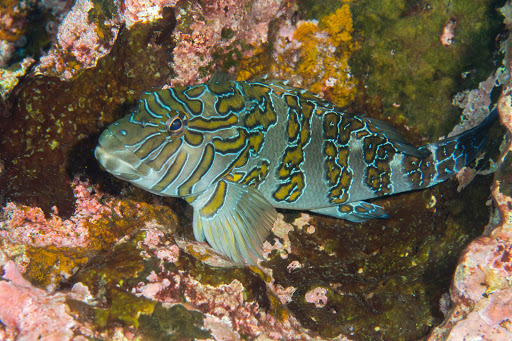 Giant Hawkfish