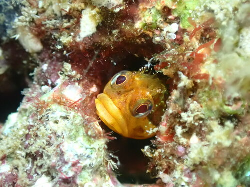 Kaal baardslijmvis (Neoclinus nudus) — Chaenopsidae — 3