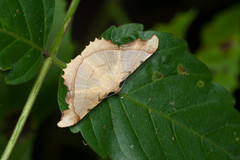 Zeheba aureata