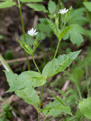 Stellaria bungeana
