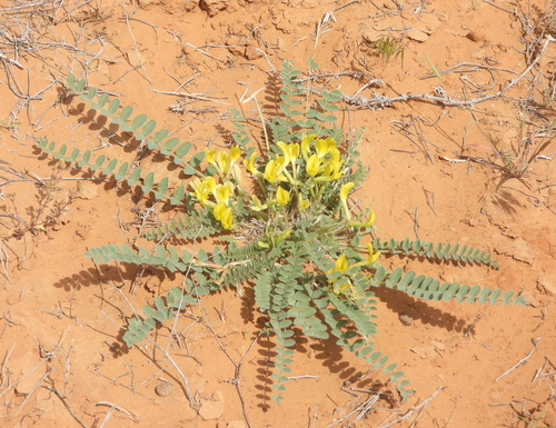 Astragalus longipetalus
