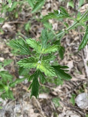 Glandularia canadensis