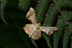 Krananda oliveomarginata