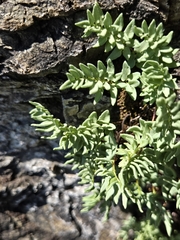 Strawberry Fern (Hemionitis)