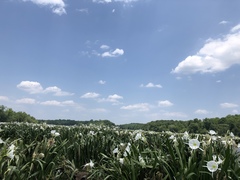 Hymenocallis coronaria