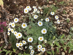 Tanacetum niveum