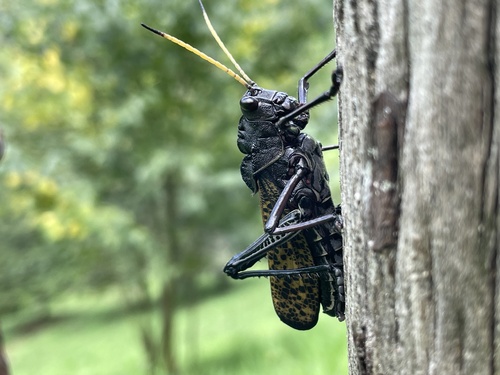 Romalea centurio