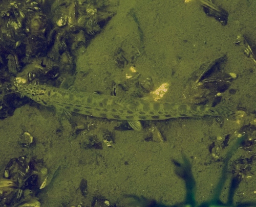 Spine loach (Cobitis taenia) — Cobitidae — 2