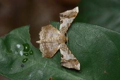 Krananda oliveomarginata