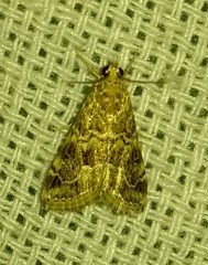 Hellula