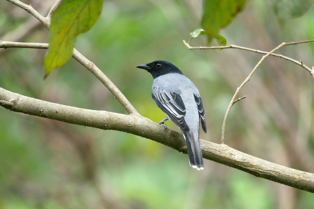 Black-headed Cuckooshrike photo