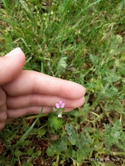 Geranium molle