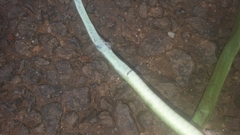 Philothamnus heterolepidotus