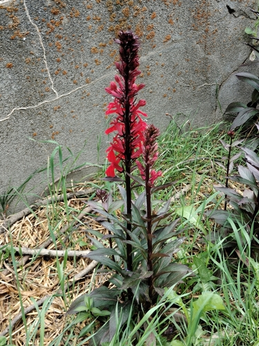 Lobelia × speciosa, photograph 1