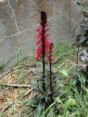 Lobelia × speciosa, photograph (c) Nico Hernandez, some rights reserved (CC BY)