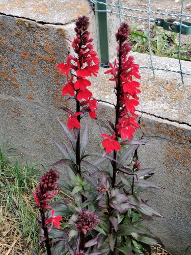 Lobelia × speciosa, photograph 2