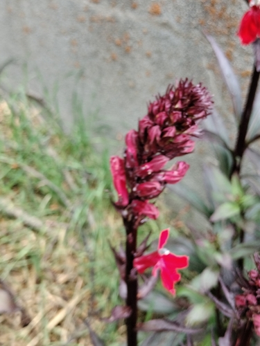 Lobelia × speciosa, photograph 3