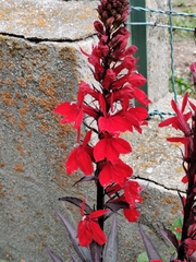 Lobelia × speciosa, photograph (c) Nico Hernandez, some rights reserved (CC BY)