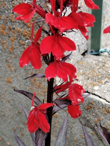 Lobelia × speciosa, photograph 5