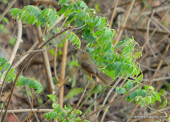 Cyanoderma pyrrhops