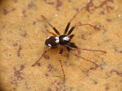 Pulchellodromus bistigma