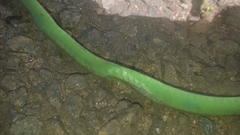 Philothamnus heterolepidotus