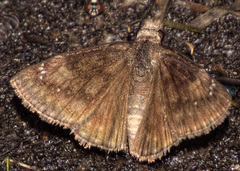 Erynnis lucilius
