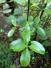 Ascarina lucida lucida