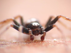Pulchellodromus bistigma