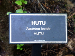 Ascarina lucida lucida